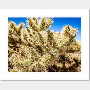 Cholla Cactus along the Apache Trail Posters and Art